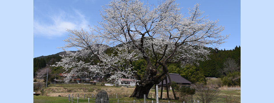 2026 尾所の桜開花状況 | 津山市公式サイト