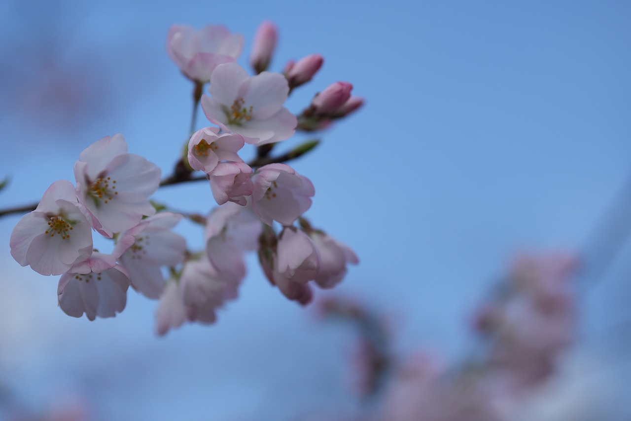 桜の花と山のシルエット 鍔(つば) large.jpg