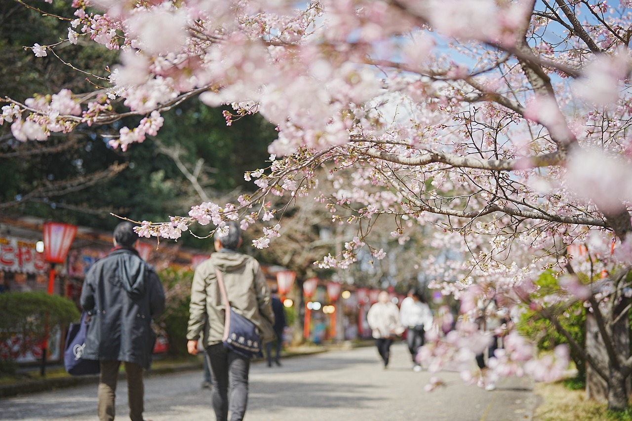 桜の開花とともに幕開け。春はつやま-2025津山さくらまつりがスタート