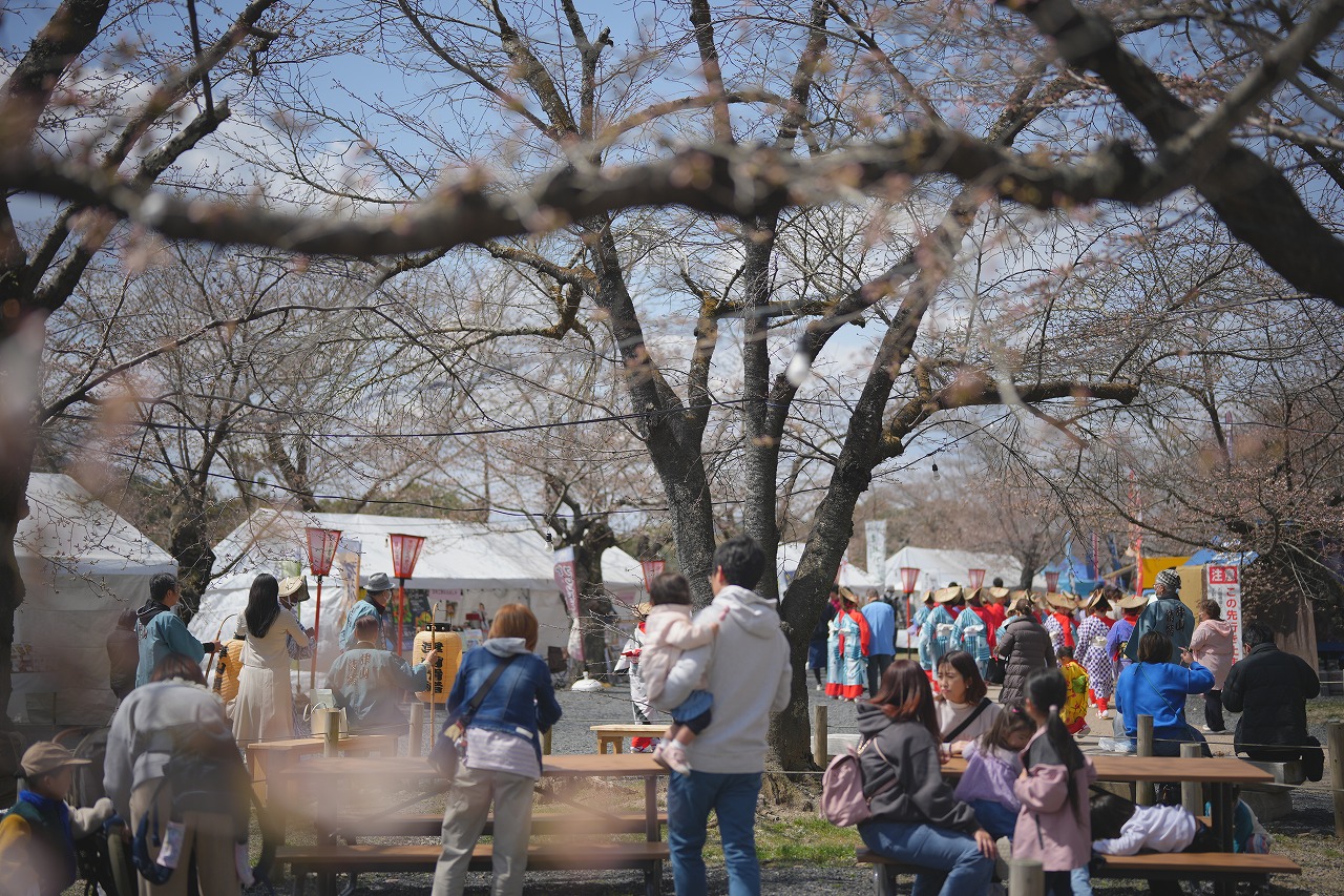 桜の開花とともに幕開け。春はつやま-2025津山さくらまつりが