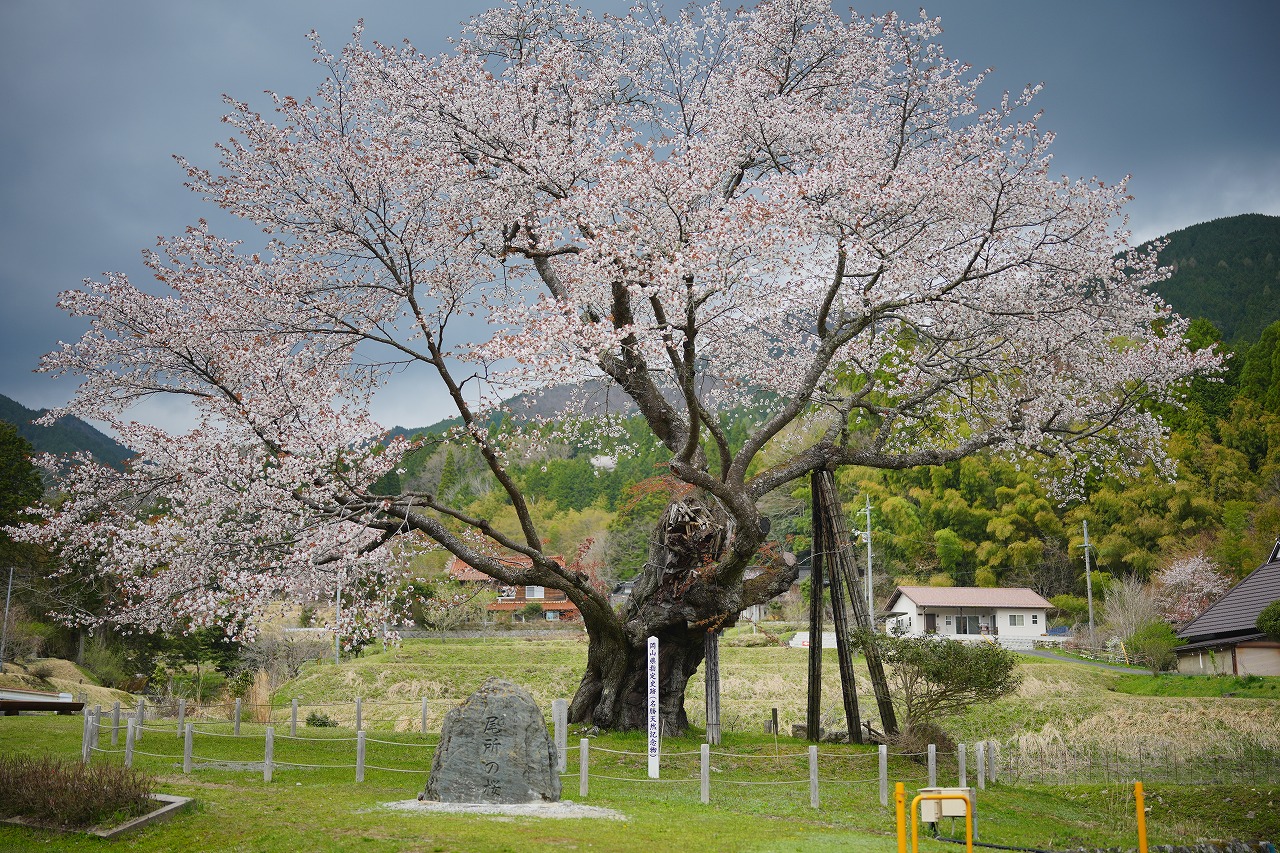 推定樹齢約580年のヤマザクラ 尾所の桜が見頃です | 津山市公式サイト