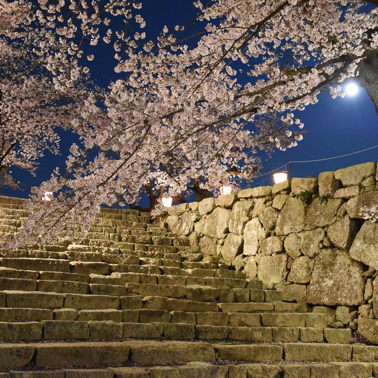 市松に桜の反物　m3642 史跡高松城跡玉藻公園「桜の馬場」桜見物夜間無料開放 | 香川・高松市