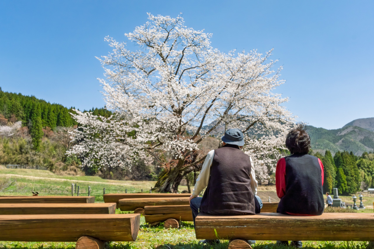 阿波に春の訪れを告げる「尾所の桜」が見頃を迎えています | 津山市