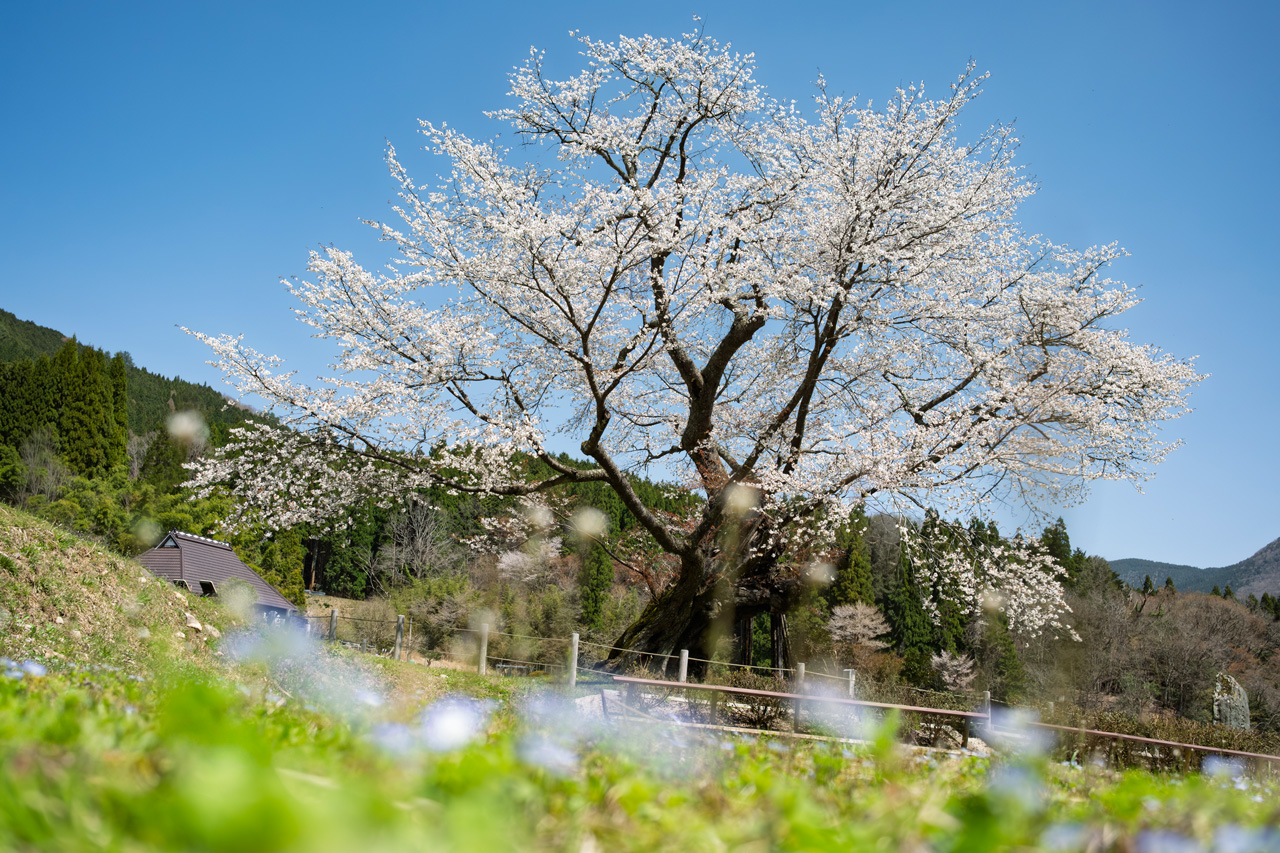 阿波に春の訪れを告げる「尾所の桜」が見頃を迎えています | 津山市