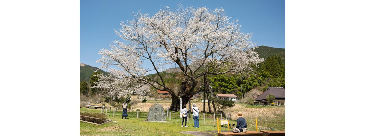 阿波に春の訪れを告げる「尾所の桜」が見頃を迎えています | 津山市
